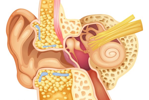 ¿Qué huesos componen el oído?